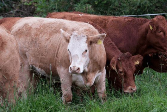 Beef-blockchain-1200x675
