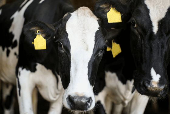 Dairy-voice-for-ag