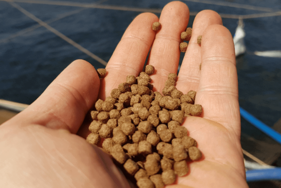 Pellets-aqua-1200x675