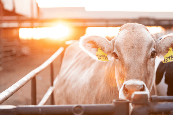 dairy-cow-flow-vs-stock-gas