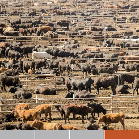 De engorde a corral