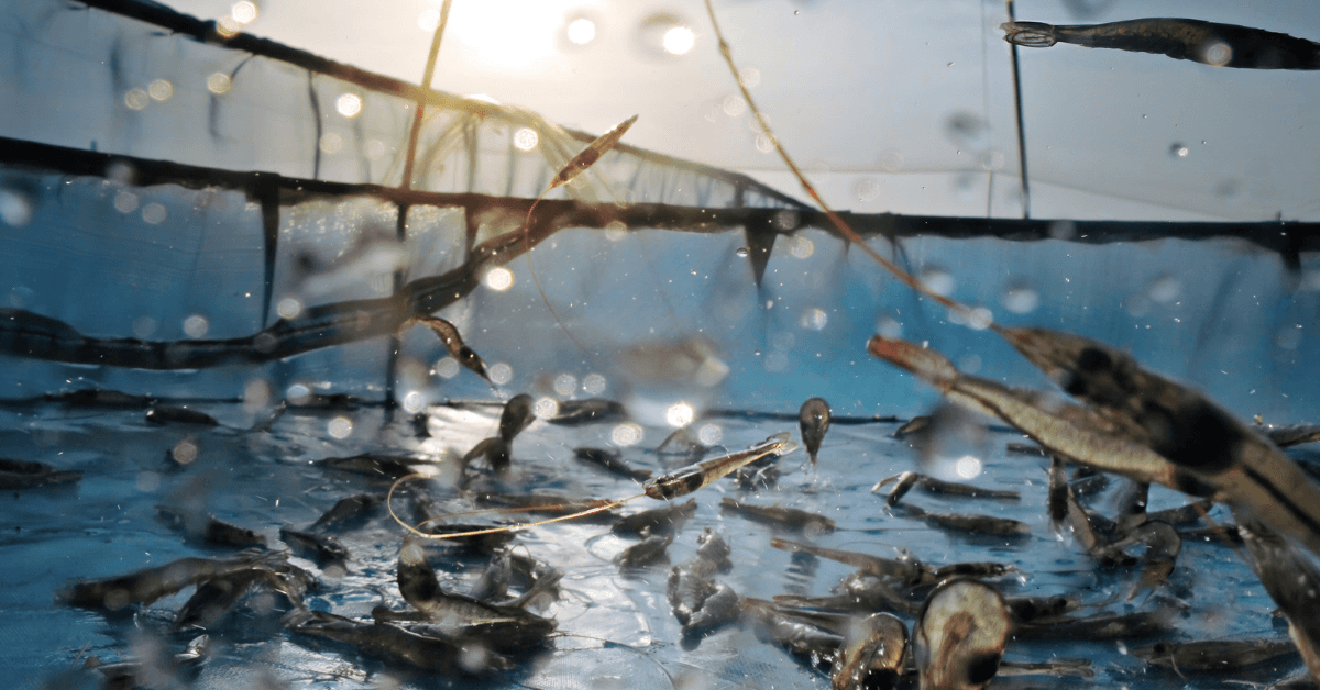 aquaculture