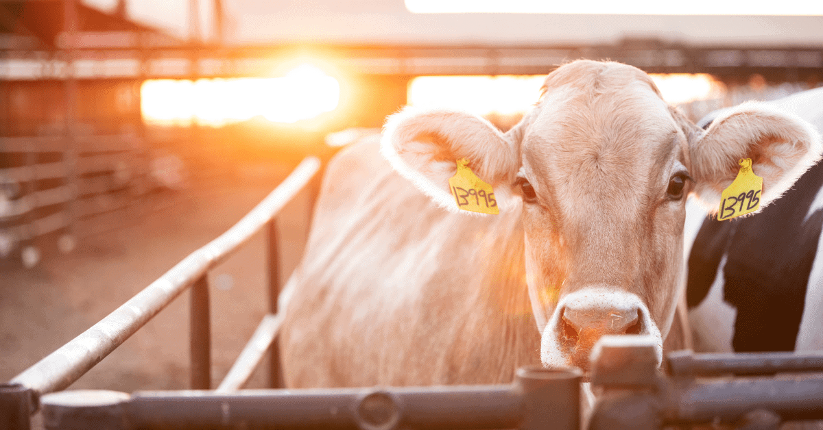 dairy-cow-flow-vs-stock-gas