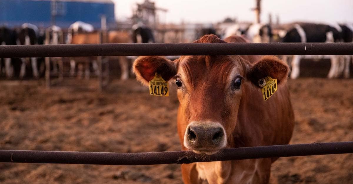 dairy-methane-BLOG-min