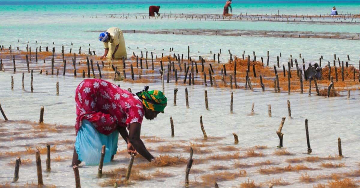 tanzania-seaweed-BLOG-min